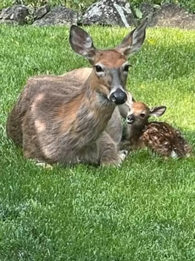 A deer's extraordinary journey of triplets unveiled in an Gabe Spiegel's backyard 3