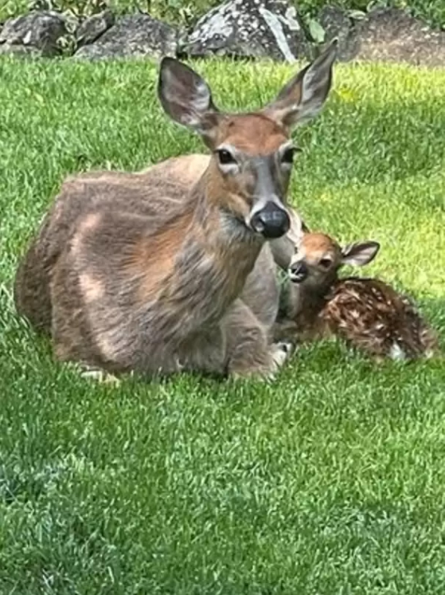 Ruby-and-her-young-family-continued-to-rest-in-Spiegel's-backyard