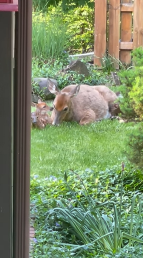 A deer's extraordinary journey of triplets unveiled in an Gabe Spiegel's backyard 4