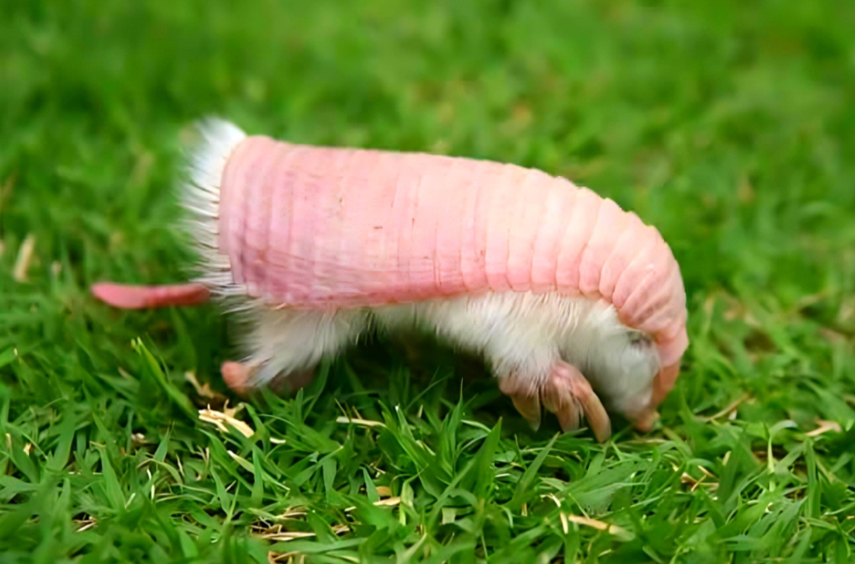 The secretive charm of the pink fairy armadillo: discovering nature's smallest marvel 1