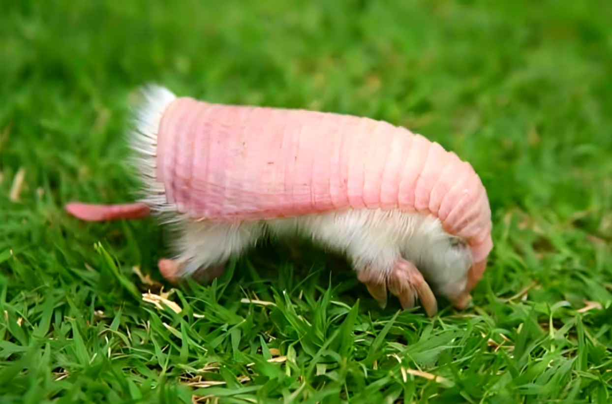 This-is-a-pink-fairy-armadillo