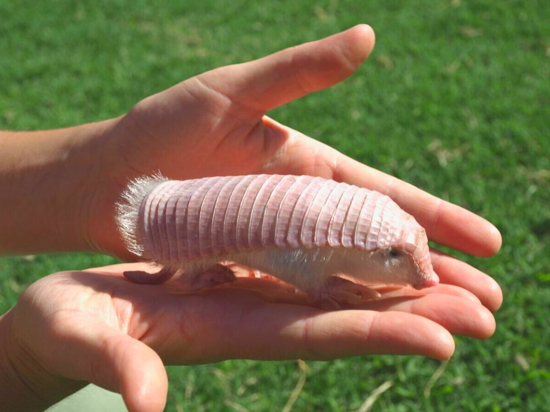 The secretive charm of the pink fairy armadillo: discovering nature's smallest marvel 2
