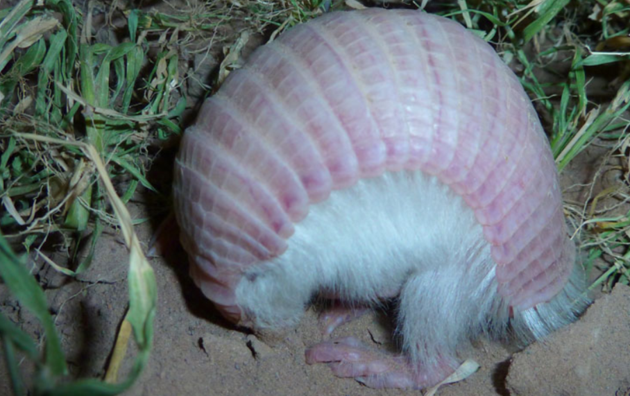 The secretive charm of the pink fairy armadillo: discovering nature's smallest marvel 4
