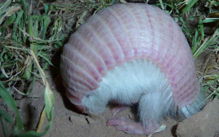 This sleeping pink fairy rmadillo was rescued from someone who tried to keep it illegally (Source: M. Superina)