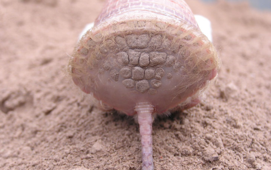 Pink fairy armadillos compact soil while burrowing by using their flattened rear plates. (Source: M. Superina)