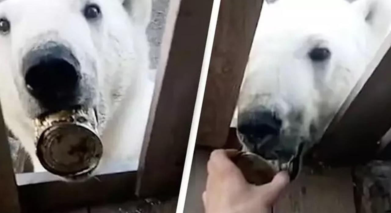 Polar Bear pleads for help from humans in a remarkable video 1