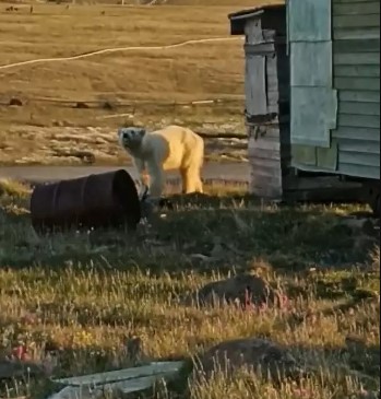 Polar Bear pleads for help from humans in a remarkable video 3