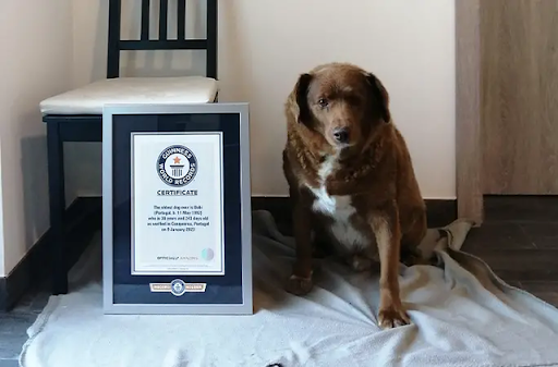 Meat Bobi, the dog who broke the world record as the longest-living dog in history 1