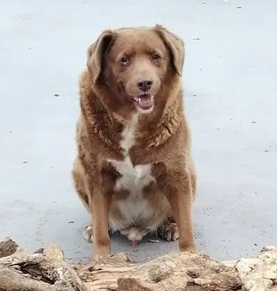 Meat Bobi, the dog who broke the world record as the longest-living dog in history 2