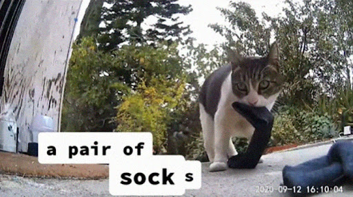 Cats that got famous for stealing and getting caught red-handed on videos 10