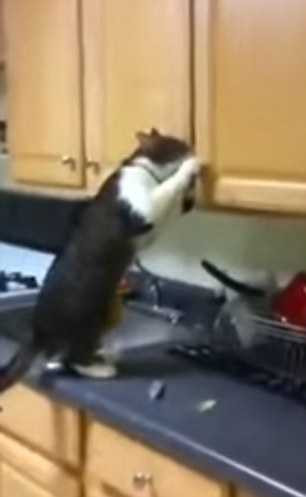 Cats that got famous for stealing and getting caught red-handed on videos 11