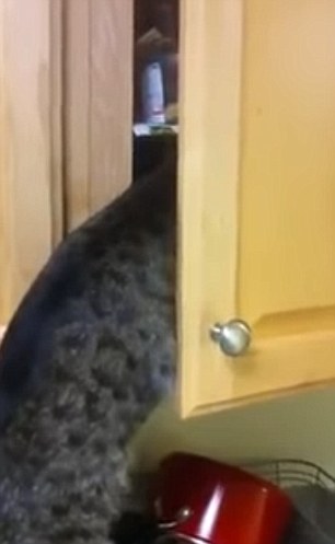 Cats that got famous for stealing and getting caught red-handed on videos 12