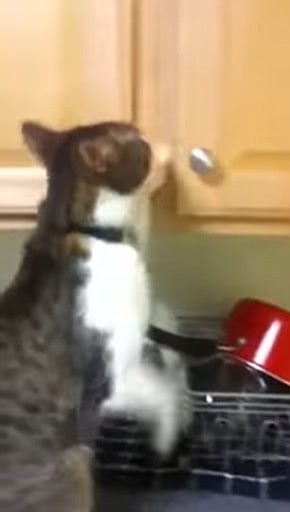 Cats that got famous for stealing and getting caught red-handed on videos 13