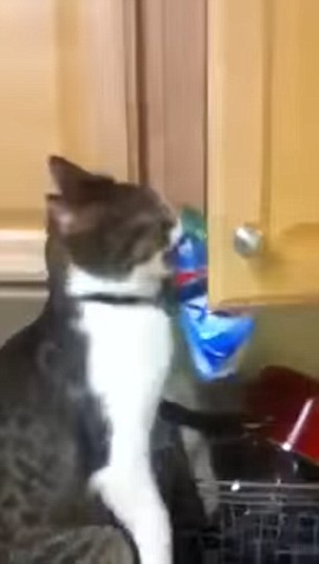 Cats that got famous for stealing and getting caught red-handed on videos 14