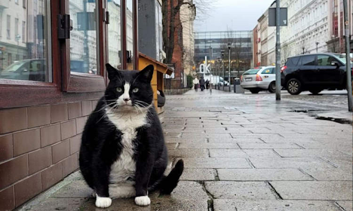This wistfully sitting cat has become the city's top tourist attraction in Poland 1