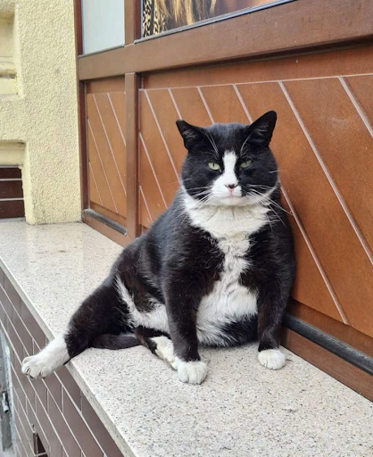 This wistfully sitting cat has become the city's top tourist attraction in Poland 2