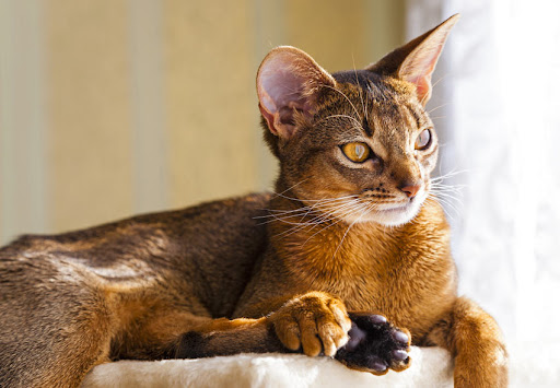 Experts rank the most intelligent cat breeds - with Abyssian, Bengal and Burmese honored as the smartest kitties 1