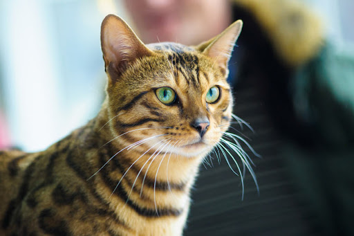 Experts rank the most intelligent cat breeds - with Abyssian, Bengal and Burmese honored as the smartest kitties 2