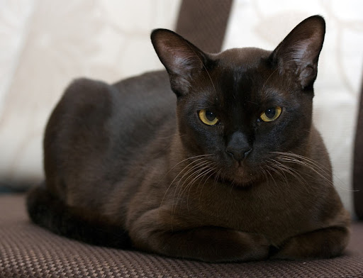 Experts rank the most intelligent cat breeds - with Abyssian, Bengal and Burmese honored as the smartest kitties 4