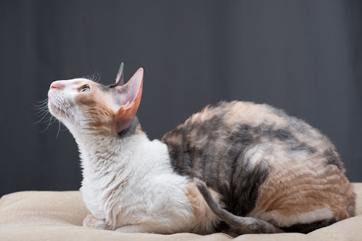 Experts rank the most intelligent cat breeds - with Abyssian, Bengal and Burmese honored as the smartest kitties 5