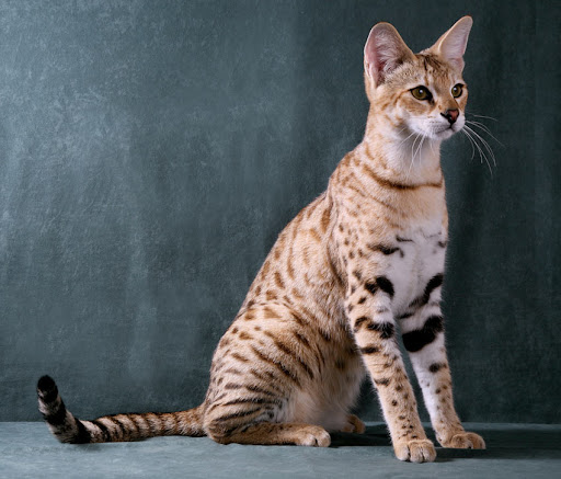 Experts rank the most intelligent cat breeds - with Abyssian, Bengal and Burmese honored as the smartest kitties 6