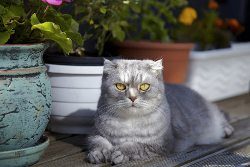 Experts rank the most intelligent cat breeds - with Abyssian, Bengal and Burmese honored as the smartest kitties 7