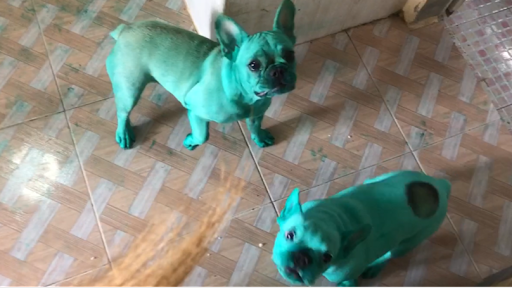 Accidentally dyed cat and dog who left the Internet speechless 1