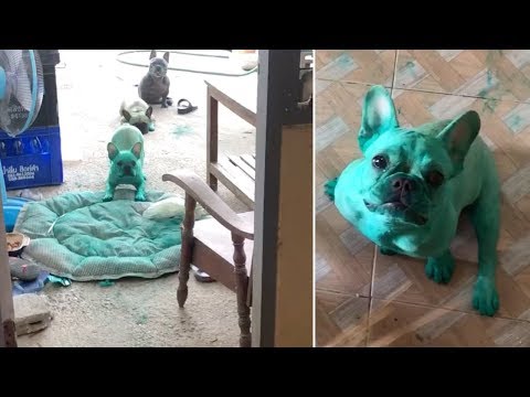 Accidentally dyed cat and dog who left the Internet speechless 2