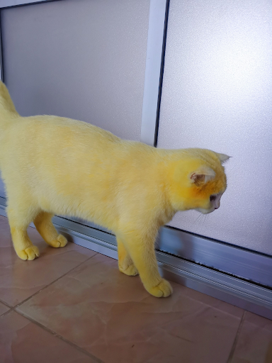 Accidentally dyed cat and dog who left the Internet speechless 3