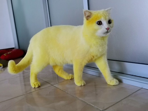 Accidentally dyed cat and dog who left the Internet speechless 6