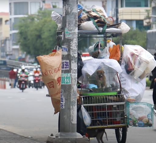 This poverty-stricken couple who work as scrap collectors are giving stray dogs shelter 2