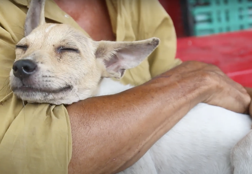 This poverty-stricken couple who work as scrap collectors are giving stray dogs shelter 3