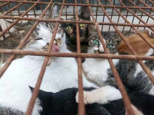 China arrests burglar group who stole 150 cats for feline meat 1