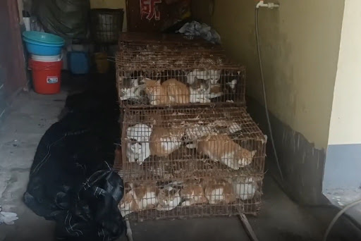China arrests burglar group who stole 150 cats for feline meat 2