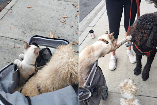 Meet Murray - the cat who pets dogs on daily walks 1