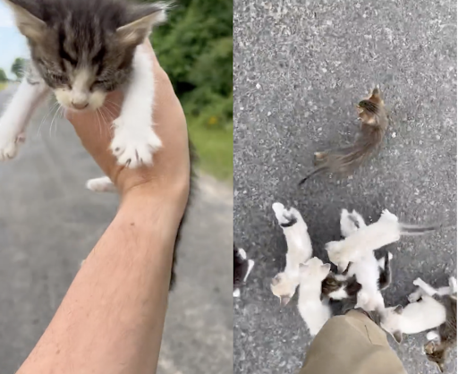Man rescues one cat on the street and gets ambushed by a dozen kittens 1