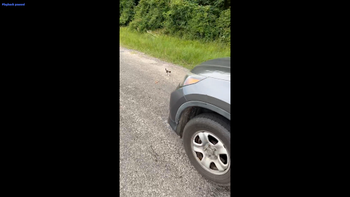 Man rescues one cat on the street and gets ambushed by a dozen kittens 2