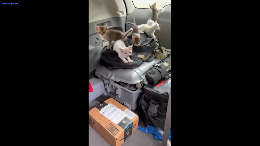 Man rescues one cat on the street and gets ambushed by a dozen kittens 4