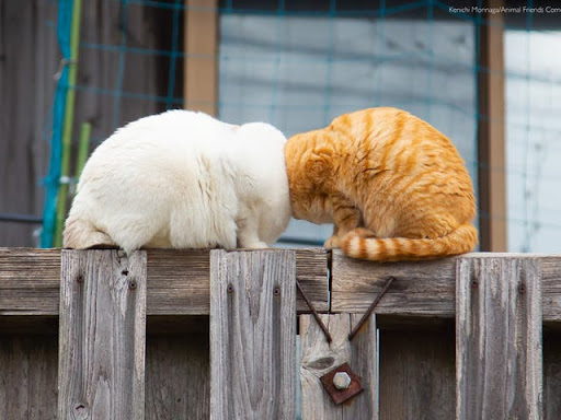 Image of ‘Conjoined’ Cats wins 1st place at Comedy Pet Photo Awards 1
