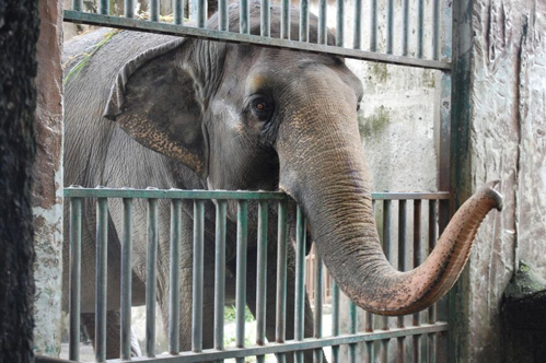 Mali - Story of an elephant who lives alone for over 40 years 1