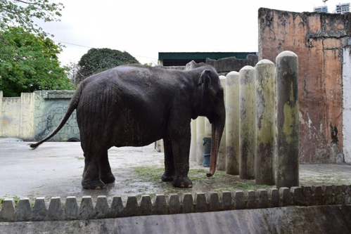 Mali - Story of an elephant who lives alone for over 40 years 2