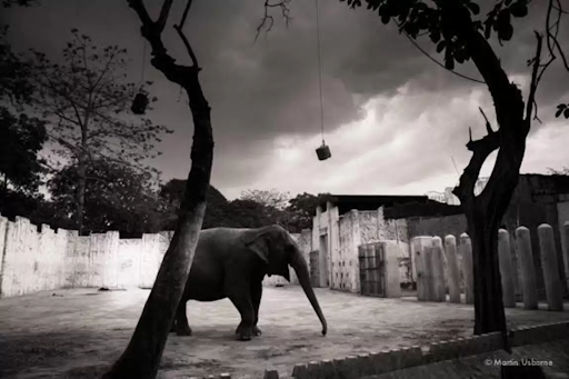 Mali - Story of an elephant who lives alone for over 40 years 3