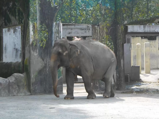 Mali - Story of an elephant who lives alone for over 40 years 4