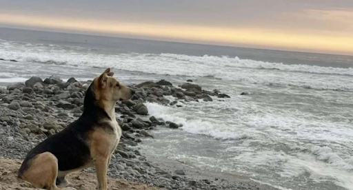 This dog goes to the beach every day waiting for his owner who passed at sea years ago 1