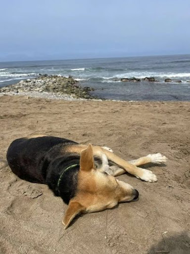This dog goes to the beach every day waiting for his owner who passed at sea years ago 2