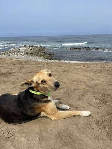 This dog goes to the beach every day waiting for his owner who passed at sea years ago 3