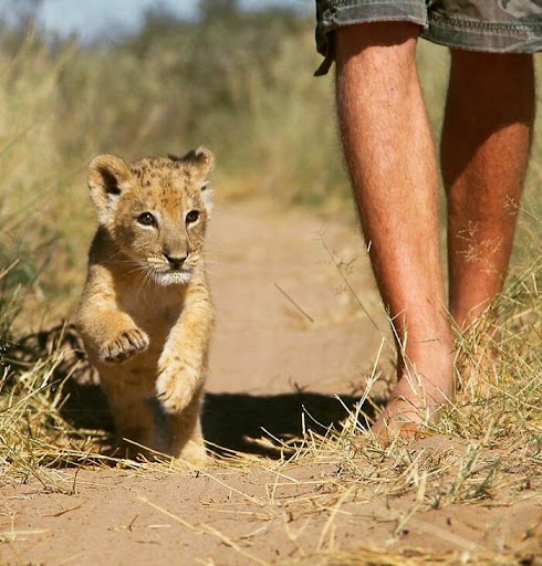 Lioness who loves hugging her human best friend 2