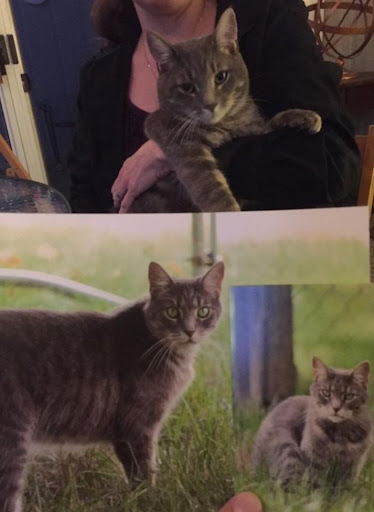 These lost cats are reunited with their owners after many years in a miraculous way 6