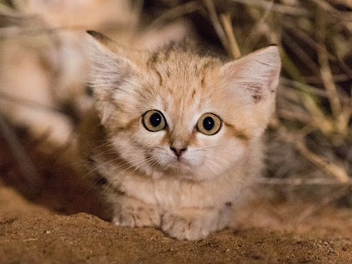This sand cat, abandoned by her mother, is called a 'desert angel', capturing people’s hearts with her fragile appearance 1