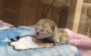 This sand cat, abandoned by her mother, is called a 'desert angel', capturing people’s hearts with her fragile appearance 2